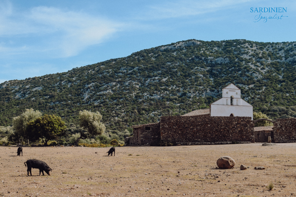 6-eseltrekking-auf-sardinien