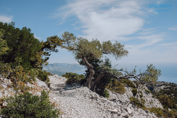 8-eseltrekking-auf-sardinien