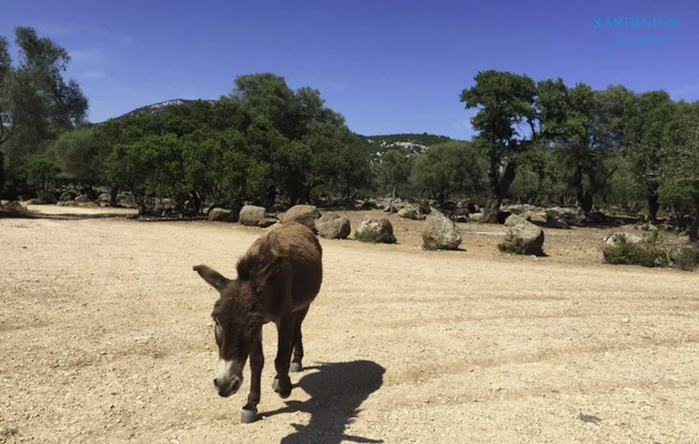 sardinien-wandern-ostküste-4